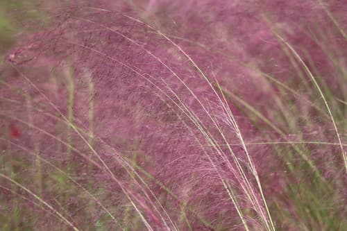 Ruby Muhly