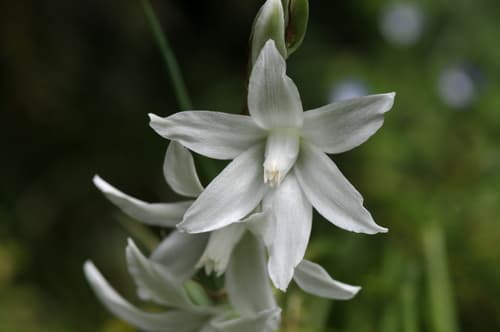 Shooting Star Lily