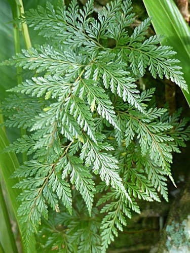 Footed Fern