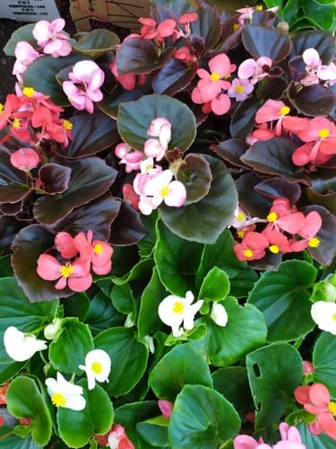 Bronze Wax Leaf Begonia