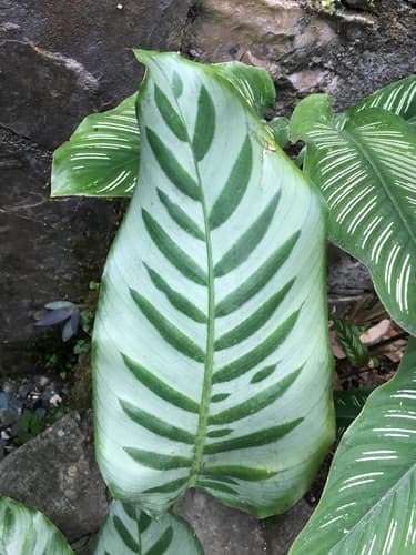 Calathea musaica 'Network'