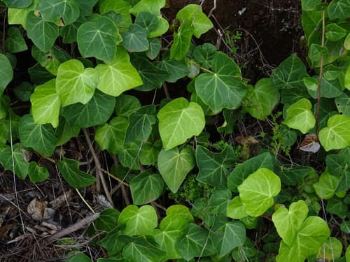 Algerian Ivy 'Gloire de Marengo'
