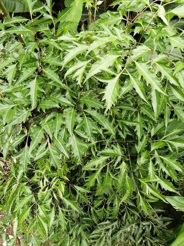 Aralia Ming