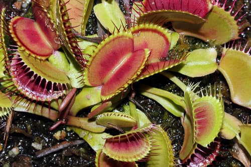 Venus Fly Trap