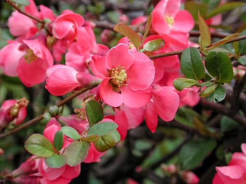 Apple Blossom Flowering Quince