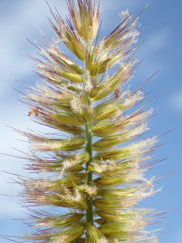 Ornamental Napier Grass