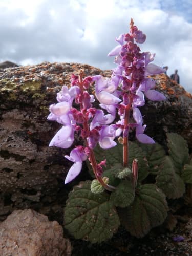 Coleus 'Mosaic'