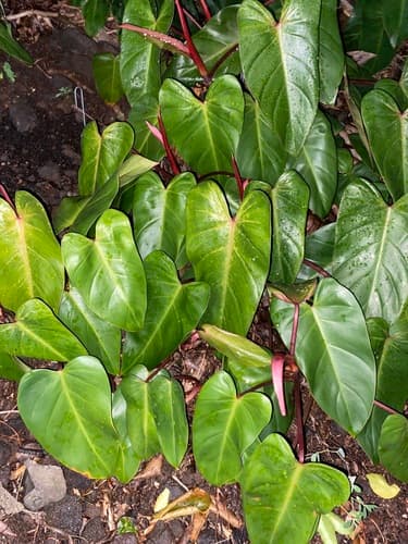 Pink Princess Philodendron