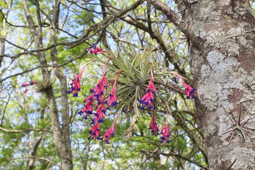 Bromeliad specimen