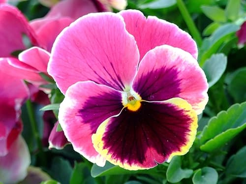 Yellow and White Pansy