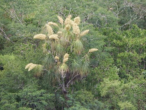 Ponytail Palm