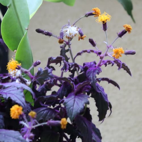 Purple Passion Plant