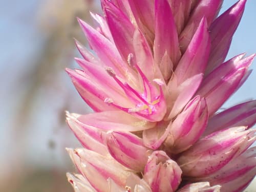 Coxcomb