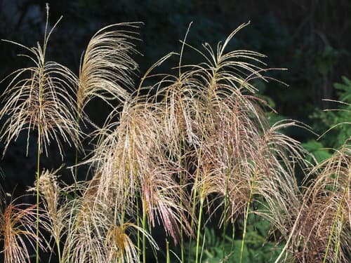 Grass, Maiden