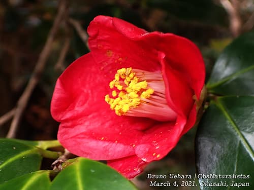 Camelia