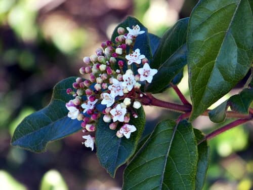 Spring Bouquet Viburnum