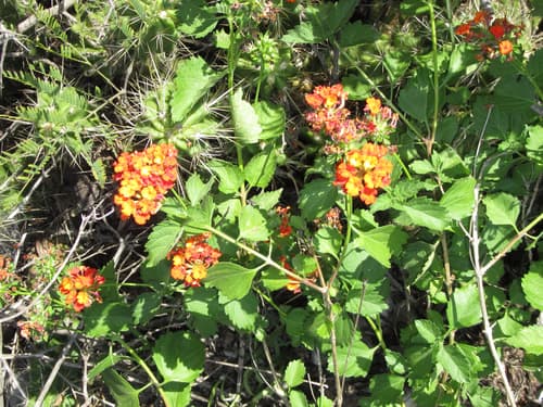 Red Lantana