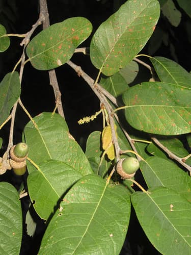 Monterrey Oak