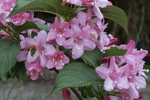 Weigela 'Sonic Bloom Red'