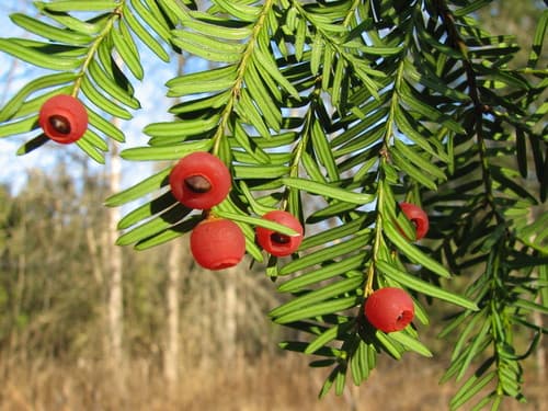Japanese Yew