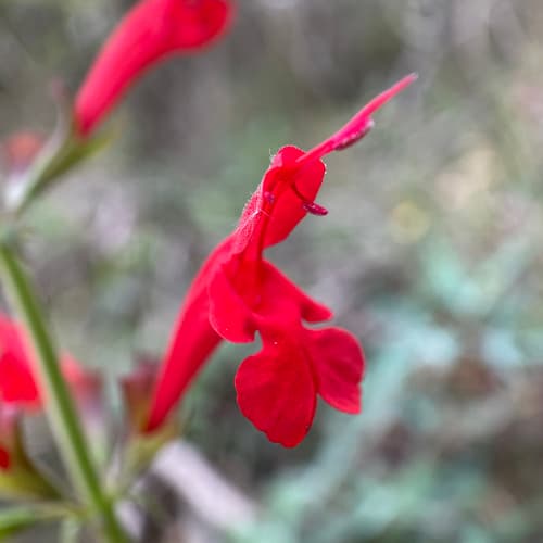 Cedar Sage
