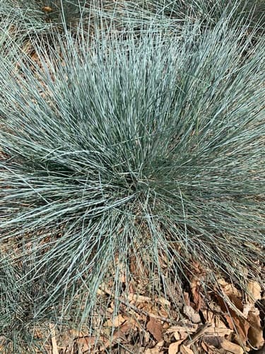 Blue Fescue 'Cool as Ice'