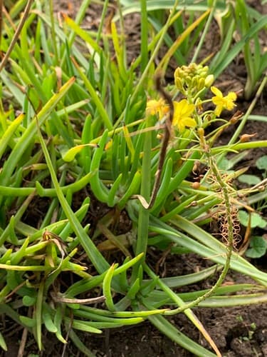 Bulbine