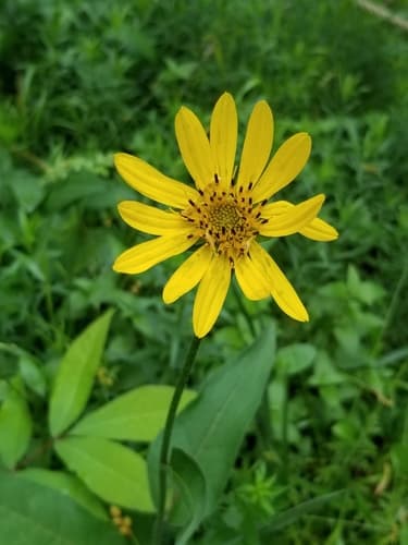 Slender Rosinweed