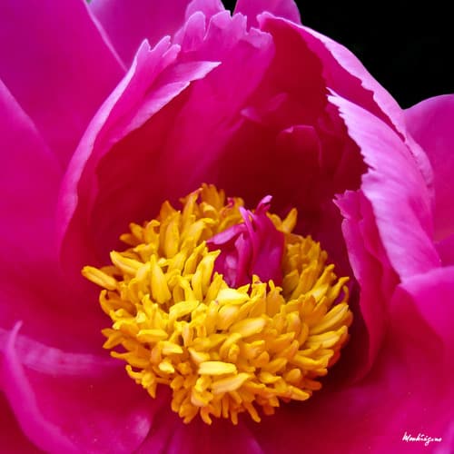 Peony