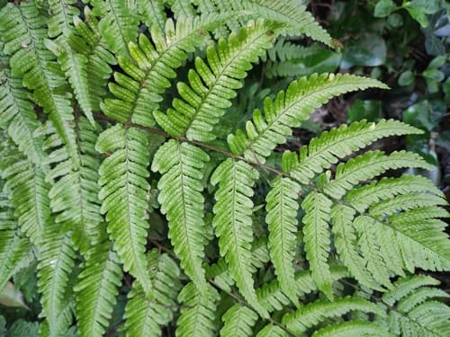 Autumn Fern