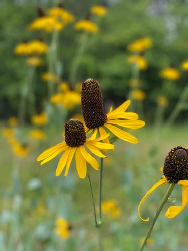Giant Coneflower