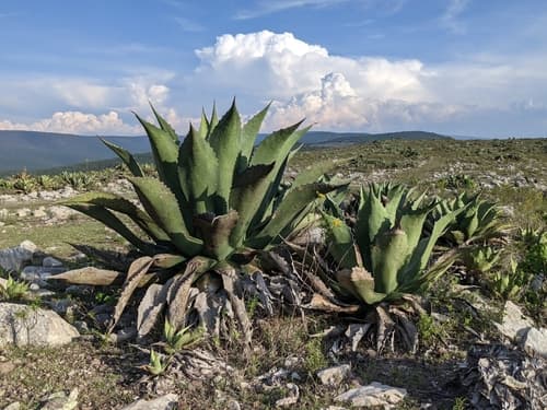 Agave 'Green Giant'