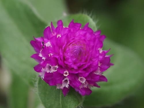Gomphrena
