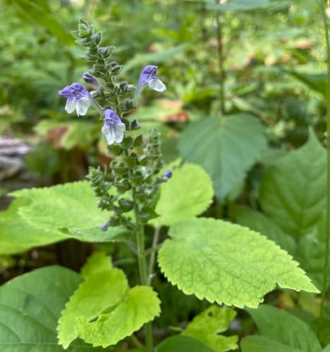 Heartleaf Skullcap