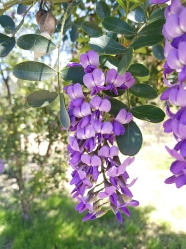 Texas Mountain Laurel 'Sophia'
