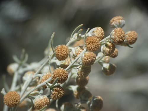 Powis Castle Wormwood