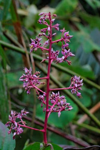 Pink Marlberry