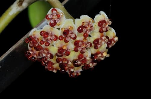Hoya Heart
