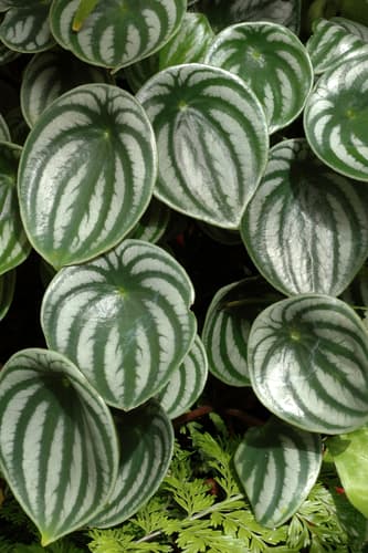 Peperomia 'Watermelon'