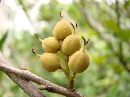 Blue Cascade Distylium