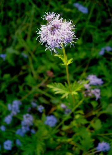 Gregg's Mistflower
