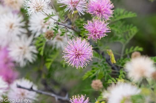 Fragrant Mimosa