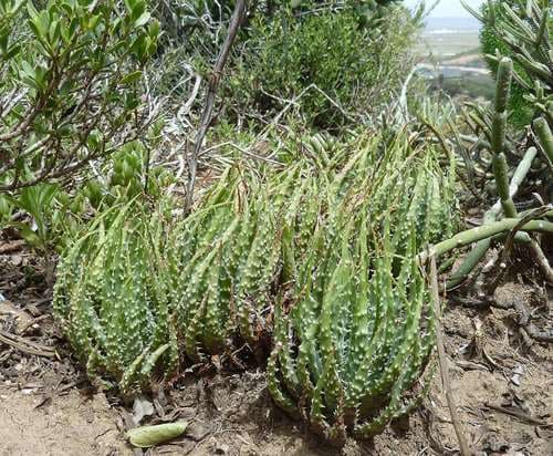 Aloe Starfish