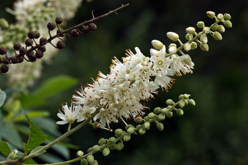 Bronze Beauty Clethra