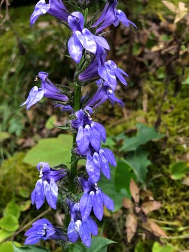 Blue Lobelia