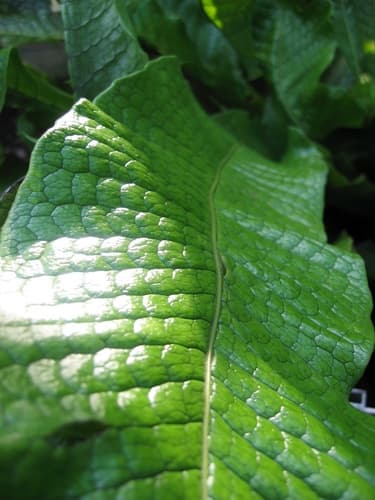Crocodile Fern