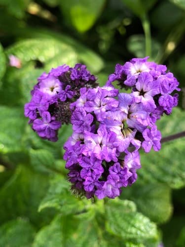 Heliotrope