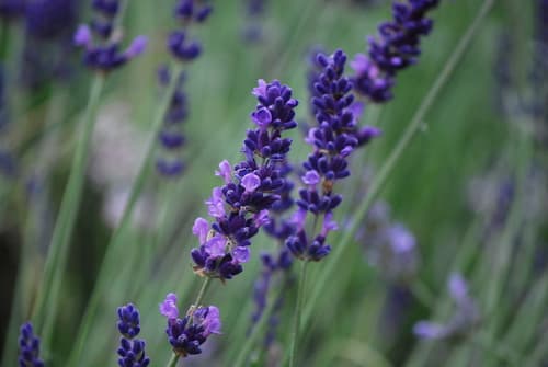 Primavera Lavender