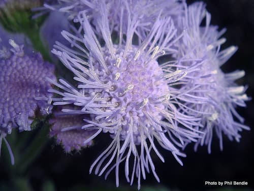 Floss Flower