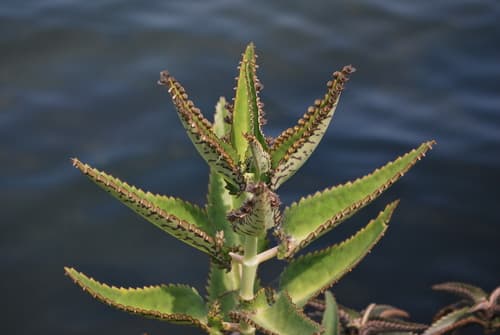 Mother of Thousands